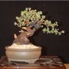 Larix shohin