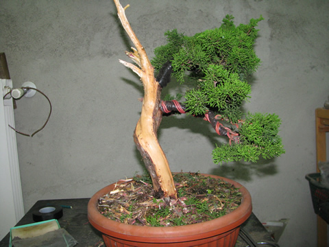 ginepro_bonsai_001