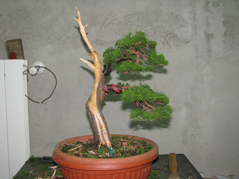 ginepro_bonsai_010