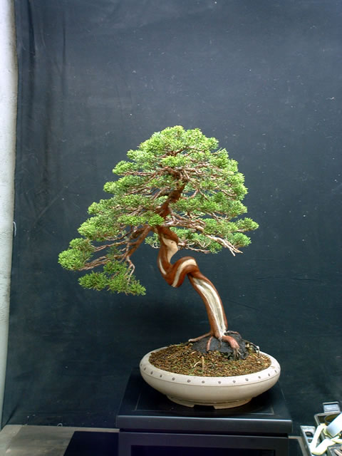 Juniperus Chinensis Itoigawa