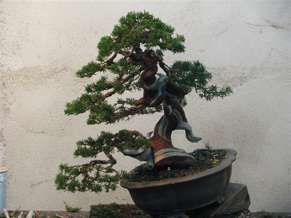 Juniperus Chinensis Itoigawa