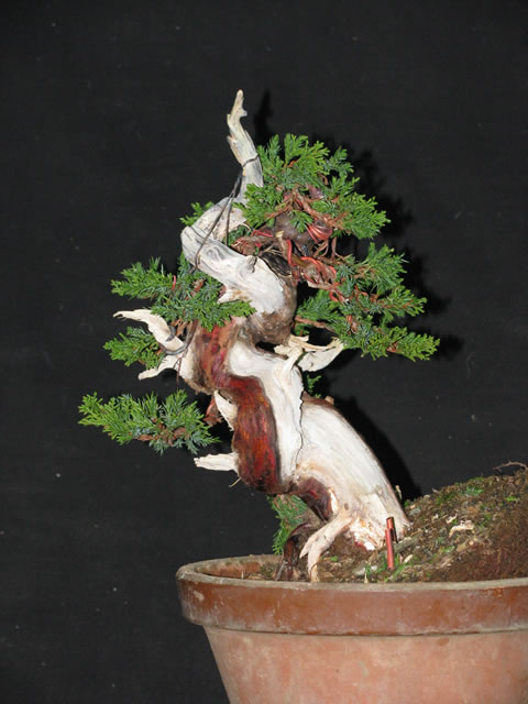 Juniperus Chinensis Itoigawa shohin