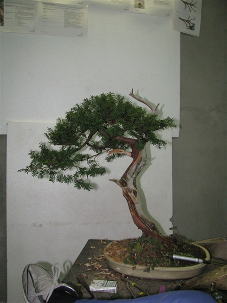 Taxus baccata